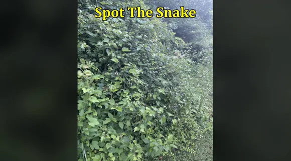 Bush Snake 1